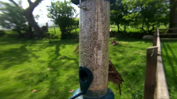 House Sparrow Bird Feeder Table — Stock Video
