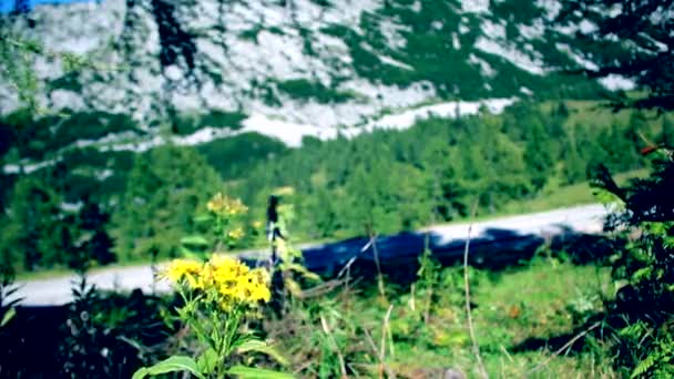 Εστίαση Defocus Στο Λουλούδι Και Ένα Βουνό Στην Αυστρία — Αρχείο Βίντεο