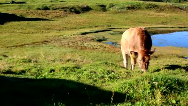 Kühe Auf Einer Weide Österreich Fressen Gras — Stockvideo