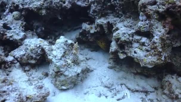 Gros Plan Avec Une Murène Aussi Connue Sous Nom Muraenidae — Video