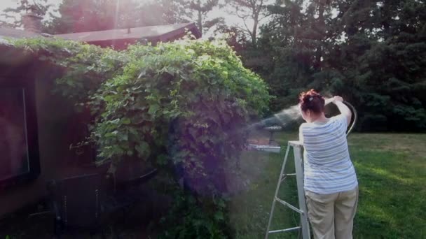 Frau Besprüht Weinreben Mit Gartenschlauch Mit Wasser Japanische Käfer Abzuwehren — Stockvideo