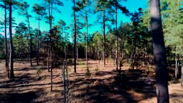 Inverti Rivelando Colpo Degli Alberi Della Foresta — Video Stock