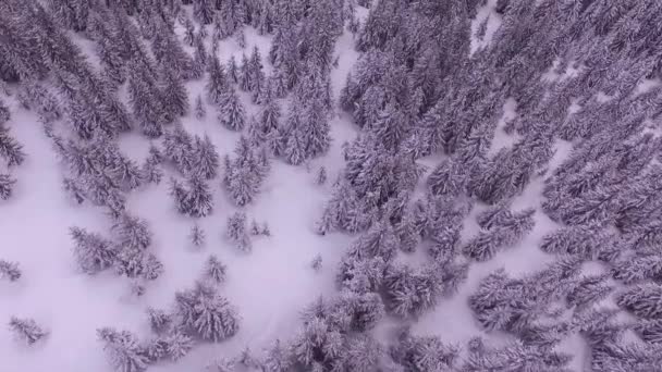 Latanie Nad Pokrytym Śniegiem Lasem Sosnowym Alpach Francuskich Podczas Gdy — Wideo stockowe