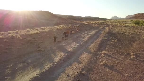 Fliegen Hinter Wildpferden Die Der Wüste Spazieren Während Hintergrund Der — Stockvideo