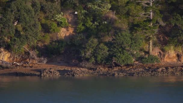 Bird Flying Rocky Coastline Sunset Diving High Water Catching Fish — Stock Video