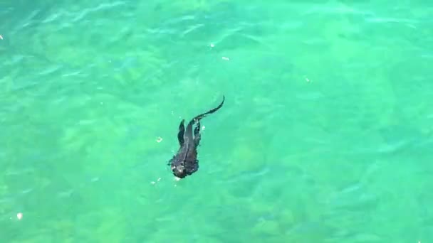 Маленькая Морская Игуана Купающаяся Зелено Бирюзовой Воде Заливе Санта Крус — стоковое видео