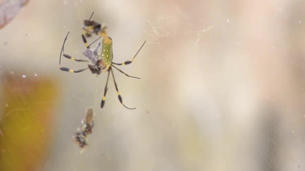 金丝蜘蛛 Nephila Clavipes 在网上迅速地从一点移动到另一点 认为网上有人 — 图库视频影像