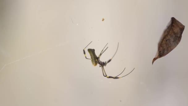 Goldene Seidenspinne Nephila Clavipes Bewegt Sich Auf Ihrem Netz — Stockvideo