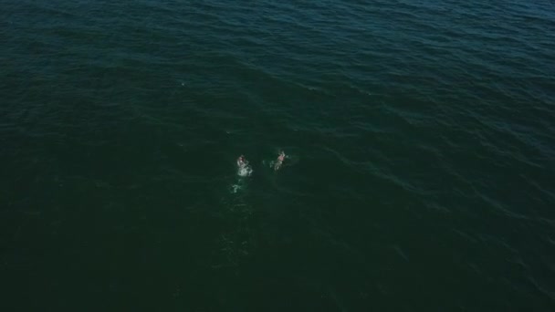 Κολύμπι Στον Ωκεανό Birdseye Αεροφωτογραφία Για Sunny Day — Αρχείο Βίντεο