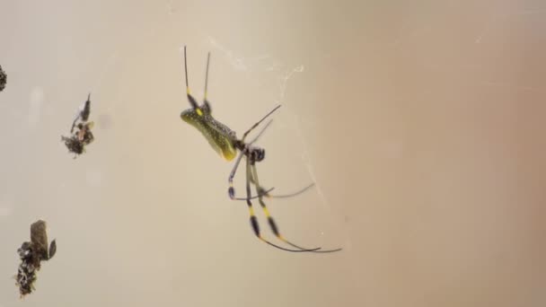 Golden Silk Spider Nephila Clavipes Waiting Someone Catch Web — Stock Video