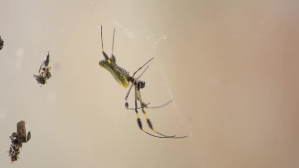 Goldene Seidenspinne Nephila Clavipes Wartet Darauf Dass Jemand Netz Gefangen — Stockvideo