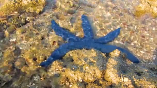 Estrella Mar Azul Linckia Laevigata Linckia Azul Como Alguien Las — Vídeos de Stock