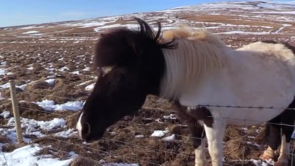 Маленький Мальчик Гладит Исландскую Лошадь Исландии — стоковое видео