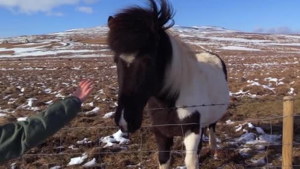 Een Ijslands Paard Krijgt Huisdier Door Een Jongetje Ijsland — Stockvideo