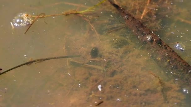 Маленький Жук Плавает Водой — стоковое видео