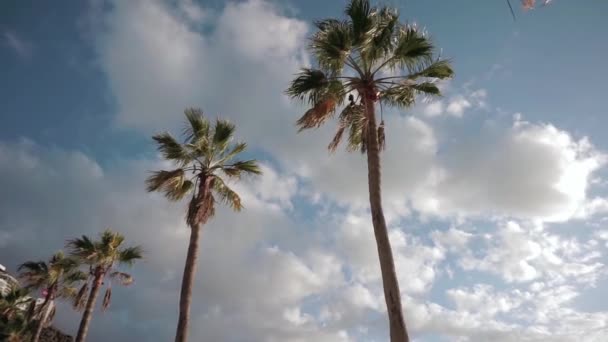 Palmiers Soufflant Dans Vent Par Une Journée Partiellement Nuageuse — Video