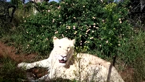 Leões Brancos Sol — Vídeo de Stock