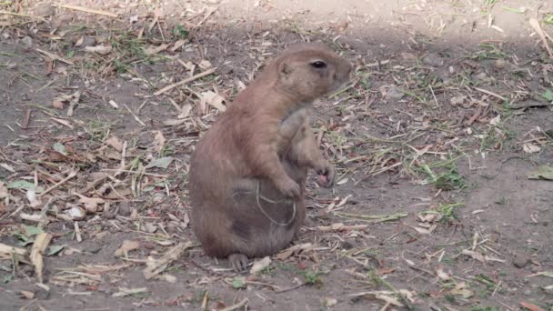 Gravid Prairie Hund Äter Ensam Budapest Zoo Ungern Nära — Stockvideo
