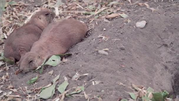 Dwa Pieski Prerii Leżą Ziemi Obok Siebie Budapest Zoo Węgierski — Wideo stockowe