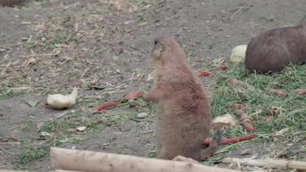 Piesek Preriowy Jedzący Samotnie Patrzący Niebezpieczeństwo Budapest Zoo Hungary Wide — Wideo stockowe