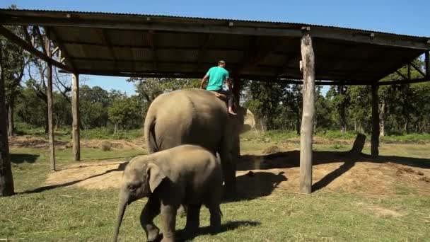Mahout Ιππασία Έναν Ελέφαντα Από Καταφύγιο Μοσχάρι Ακολουθεί Μια Ηλιόλουστη — Αρχείο Βίντεο
