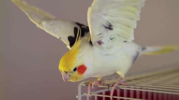 Cockatiel Rozkłada Skrzydła Klatce Dla Ptaków — Wideo stockowe