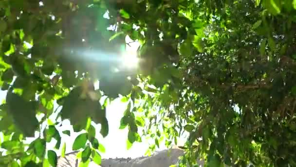 Soleil Flotte Travers Les Arbres Santorin — Video