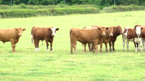 Wild Cows Filmed Slow Motion 120Fps Field Scotland Britain United — Stock Video