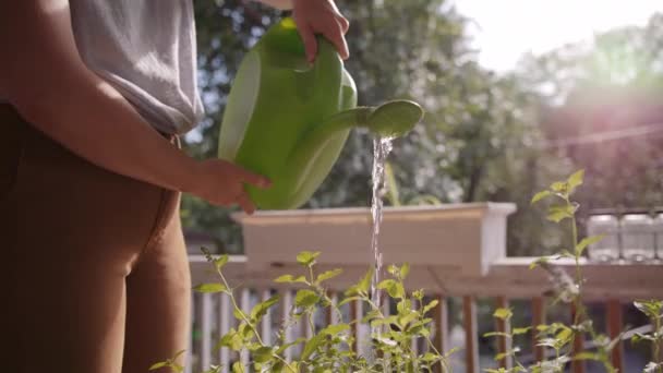 Gardener Γυναίκα Ποτίζει Φυτά Μια Βεράντα Ήλιο Στο Παρασκήνιο — Αρχείο Βίντεο