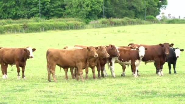 Wild Cows Filmed Slow Motion 120Fps Field Scotland Britain United — Stock Video