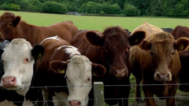 Dzikie Krowy Sfilmowane Zwolnionym Tempie 120Fps Polu Szkocji Wielka Brytania — Wideo stockowe