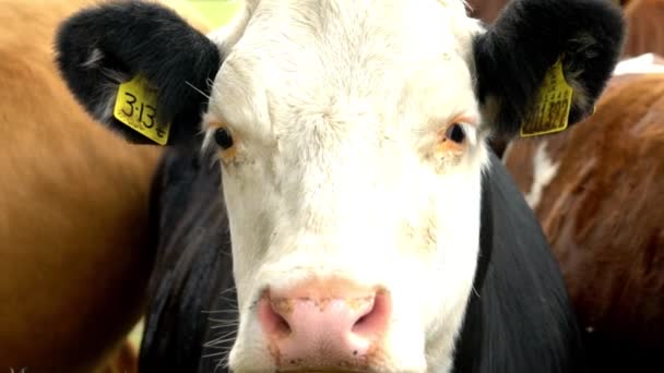 Дикі Корови Зняті Повільному Русі 120Fps Полі Шотландії Єднали Королівство — стокове відео