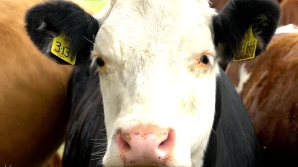 Wild Cows Filmed Slow Motion 120Fps Field Scotland Britain United — Stock Video