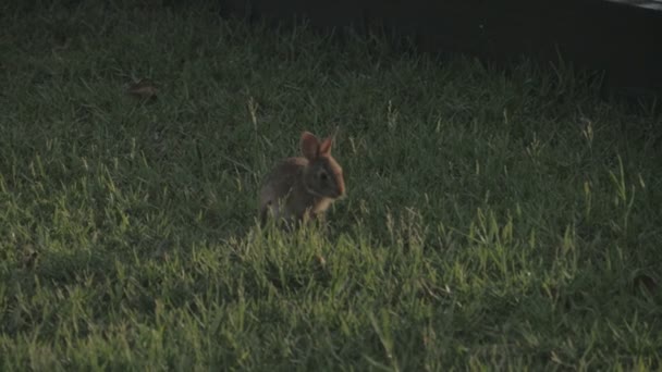 Baby Kanin Långsamma Rörelser Gräs — Stockvideo