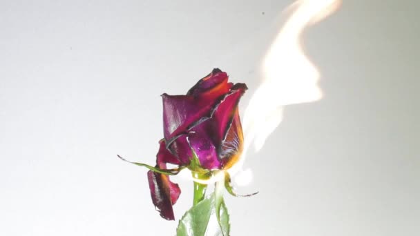 玫瑰慢慢地在白色的背景前燃烧 — 图库视频影像