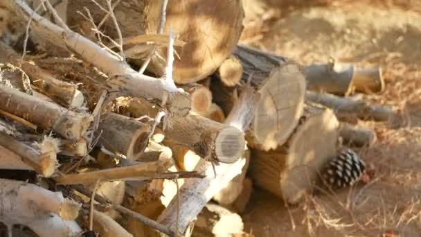キャンプ場での丸太と棒付きの木杭 — ストック動画
