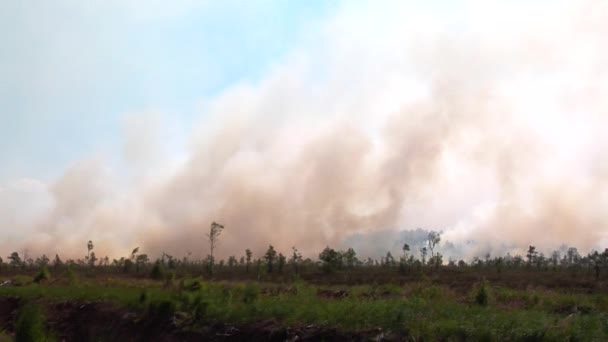 Yangında Kuru Peatbog Içinde Yanan Ağaçlar Burçları Yanan Orman — Stok video