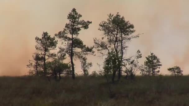 燃焼木 Bushs Peatbog で乾いた草を焼く火の森 — ストック動画