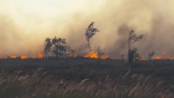 森林在火 燃烧的树木 燃烧干草在 Peatbog — 图库视频影像