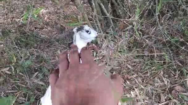 Daglicht Onbewerkte Beelden Van Gedroogde Landbouwgrond Gezien Met Een Groep — Stockvideo