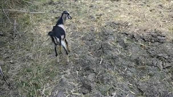 Kurumuş Tarım Arazisinin Gün Işığına Çıkartılmamış Görüntüleri Keçi Sürüsü Otluyor — Stok video