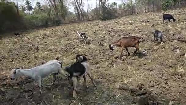 日光未经编辑的农业干地镜头 与一群山羊一起放牧 — 图库视频影像