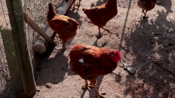 Hühner Gehen Und Essen Auf Bauernhof Sonnenlicht Kameraschwenke — Stockvideo