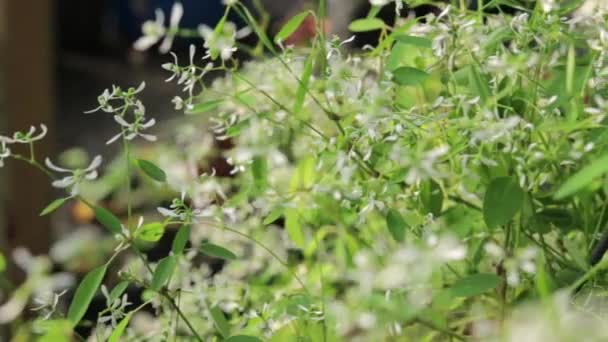 Kleine Weiße Blume Mit Grünem Blatt Weißem Sonnenlicht Hintergrund Kameraposition — Stockvideo