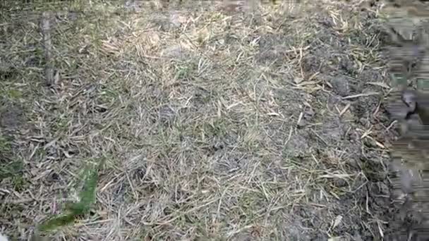 Daylight Unedited Footage Dried Agricultural Land Seen Group Goats Grazing — Stock Video
