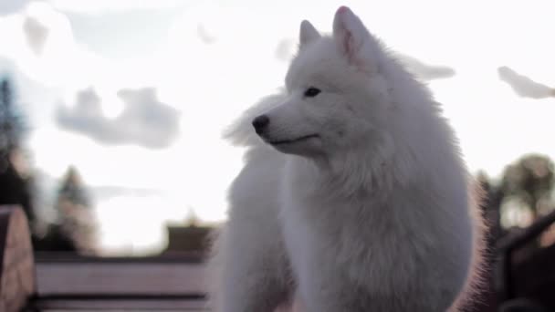 Samoyedo Perro Viejo Remolque — Vídeo de stock