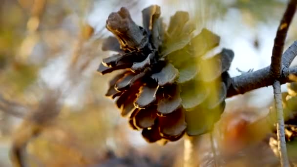 Pinecone Dans Les Branches Des Arbres Avec Lumière Soleil Brille — Video