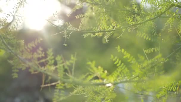 Ramos Árvores Com Folhas Brilhando Chamas Lente Nascer Sol Bokeh — Vídeo de Stock