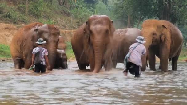 Elefanter Floden Thailand Vid Ett Naturreservat — Stockvideo