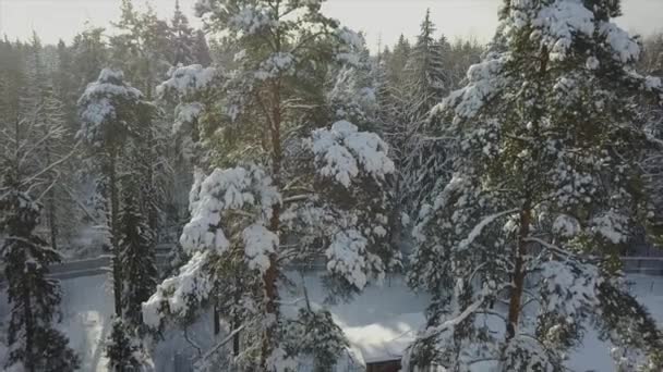 Russian Winter Forest Snowstorm — Stock Video